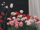 2008_hamptonflower 039.jpg